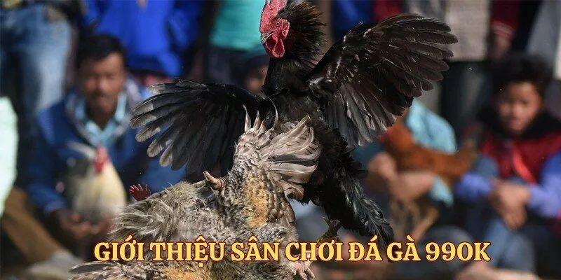 Đá Gà 99ok – Sự Kết Nối Giữa Quá Khứ Và Hiện Tại