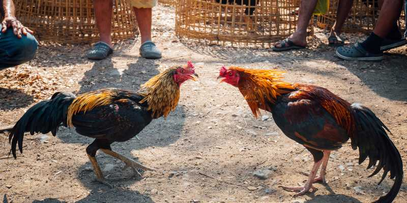 Cộng Đồng Người Chơi – Không Chỉ Là Cá Cược