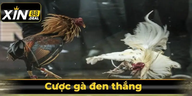 Bí quyết cá cược đá gà hiệu quả tại Xin88