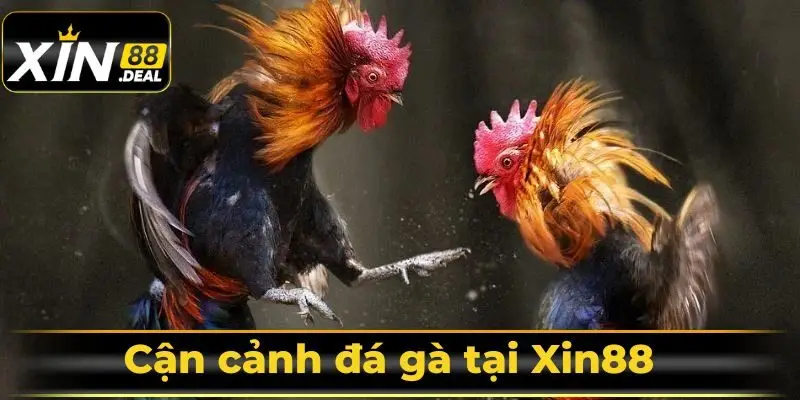 Khám phá sức hút từ tỷ lệ cược đá gà tại Xin88
