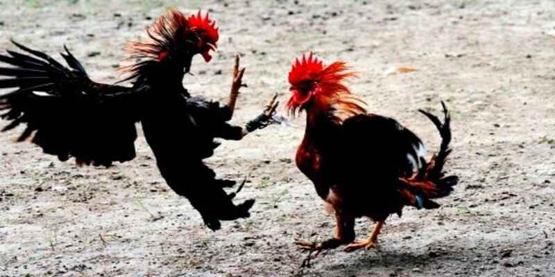 Vì sao gà đá ngắn cựa 123bet lại được yêu thích