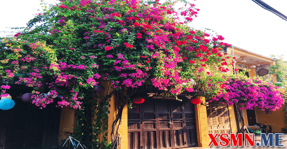 Giải điềm chiêm bao thấy cây ra hoa