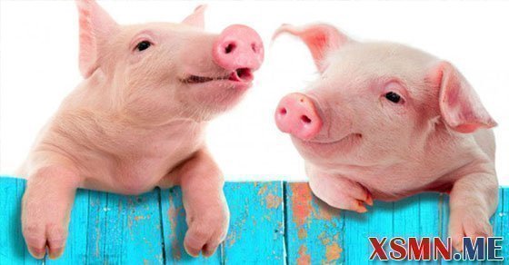 Nằm mơ thấy heo cắn đánh số mấy