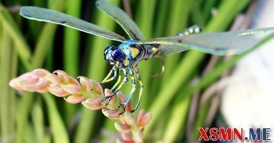 Giải mã giấc mơ thấy con chuồn chuồn