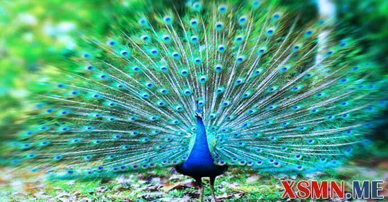 Giải mã giấc mơ thấy con công