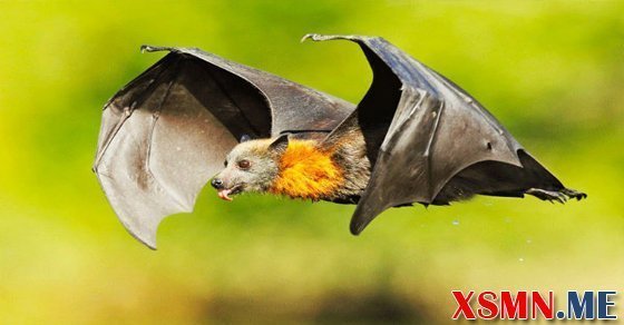 Ý nghĩa giấc mơ thấy con dơi Ý nghĩa giấc mơ thấy con dơi