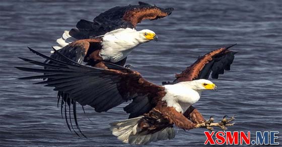 Mơ thấy chim đại bàng có ý nghĩa gì