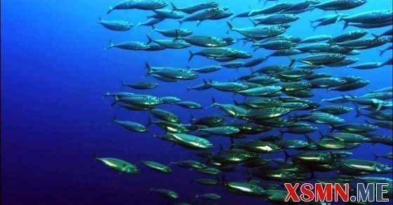 Mơ đàn cá là điềm báo gì