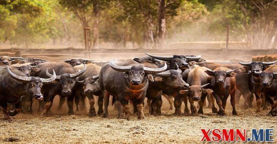 Giải mã giấc mơ thấy đàn trâu