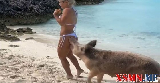 Giải mã giấc mơ thấy lợn cắn