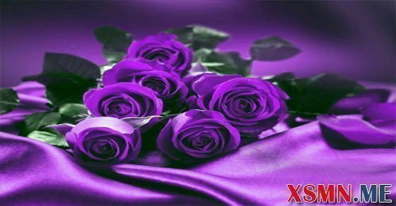 Ngủ mơ thấy màu tím điềm báo gì