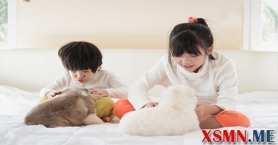 Giải mộng thấy bắt rận cho chó