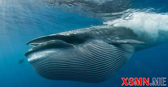 Ý nghĩa giấc mơ thấy cá voi đang bơi - Nằm mơ cá voi đánh con gì?