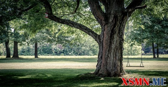 Chiêm bao thấy cây cổ thụ là điềm gì