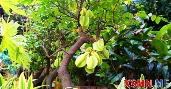 Chiêm bao thấy cây khế điềm báo gì