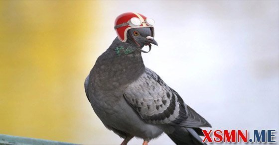 Chiêm bao giấc mơ thấy chim bồ câu là điềm báo gì