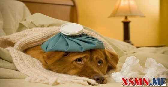 Chiêm bao mơ thấy chó chết Chiêm bao mơ thấy chó chết