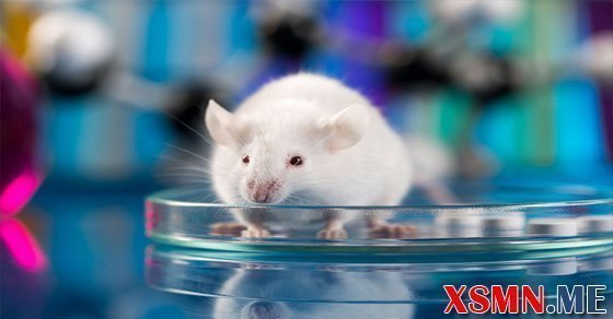 Chiêm bao mơ thấy chuột bạch là điềm báo gì