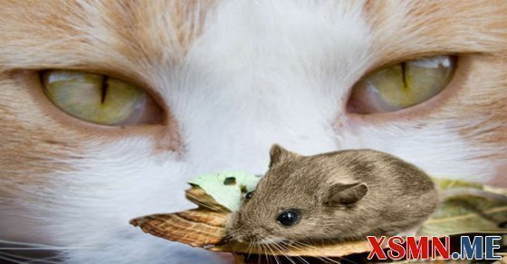 Chiêm bao thấy chuột cắn đánh đề con gì? – Mơ thấy chuột điềm gì?