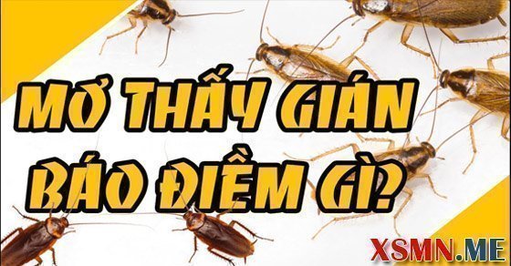 Ý nghĩa giấc mơ thấy con gián đang bay