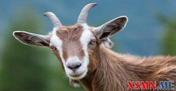 Ý nghĩa giấc mộng thấy con dê