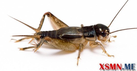 Nằm mơ thấy con dế điềm báo hung hay cát