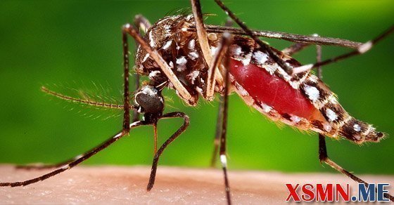 Mơ thấy muỗi đánh số nào may mắn