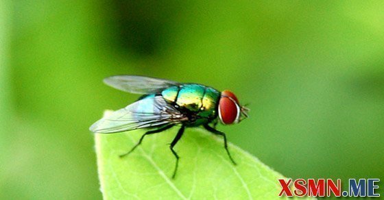 Đoán điềm giấc mơ thấy con ruồi