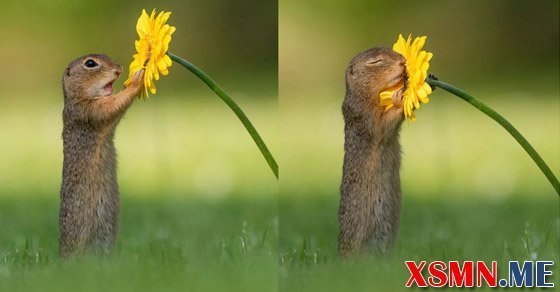 Ý nghĩa giấc mơ thấy con sóc