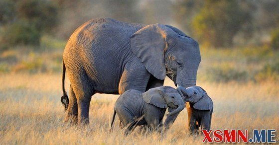 Chiêm bao thấy voi là điềm báo gì