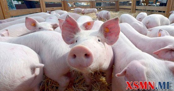 Giải mã giấc mộng thấy đàn heo