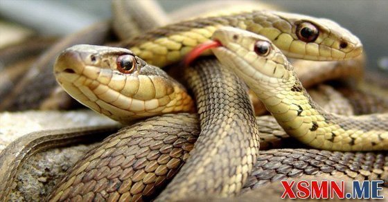 Chiêm bao mơ đàn rắn là điềm báo hung hay cát