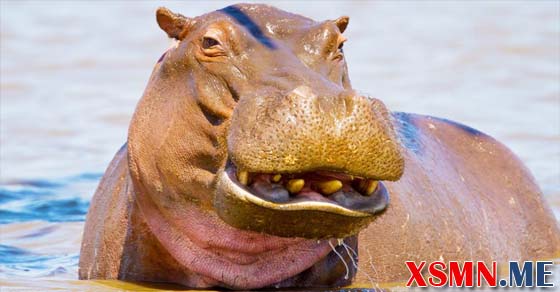 Mơ hà mã là điềm báo hung hay cát