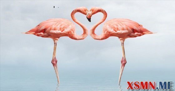 Ý nghĩa giấc mơ thấy con hạc