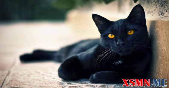 Rất Hay: Mơ thấy mèo đen chiêm bao thấy mèo đen đánh con gì