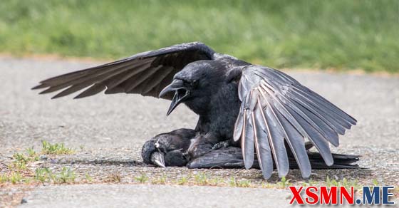 Nằm mơ thấy quạ chết là điềm báo gì