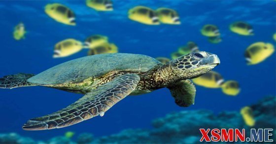 Giải mộng thấy ba ba là điềm báo gì