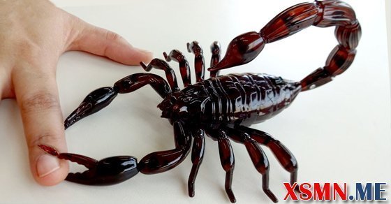 Giải mộng thấy bọ cạp là điềm báo gì