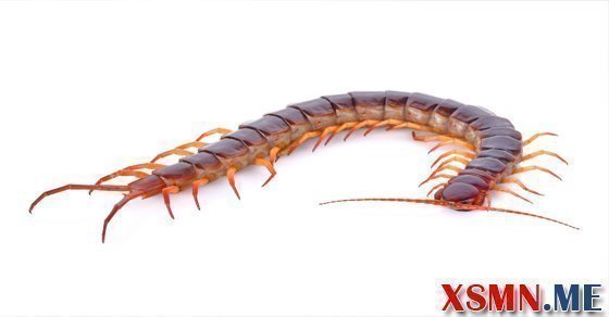 Ý nghĩa giấc mơ thấy con rết Ý nghĩa giấc mơ thấy con rết