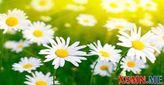 Đoán điềm giấc mơ thấy hoa