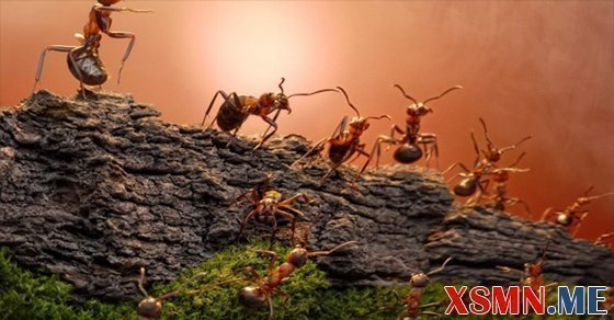 Chiêm bao thấy kiến lửa mang điềm báo gì