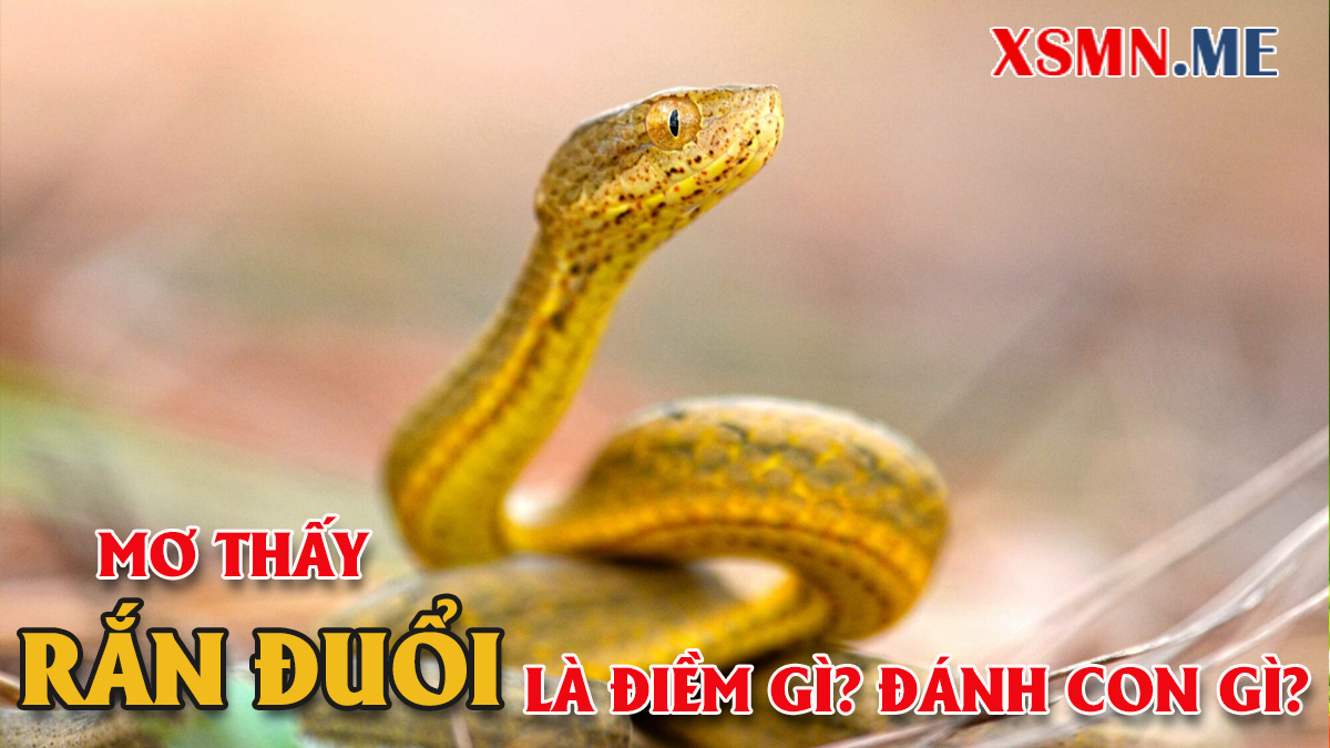 Giải mộng chiêm bao bị rắn đuổi theo Giải mộng chiêm bao bị rắn đuổi theo