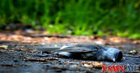 Mơ thấy chim chết