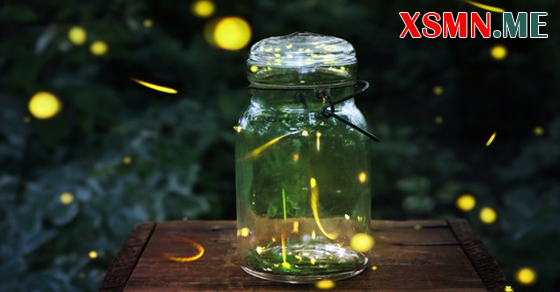 Mơ bắt được đóm đóm cho thấy bạn đang mất phương hướng