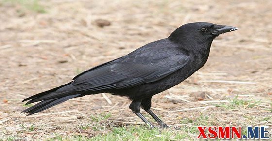 Nằm mơ thấy con quạ điềm báo gì