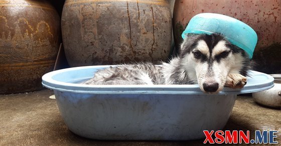 Giải mã giấc mơ thấy tắm chó