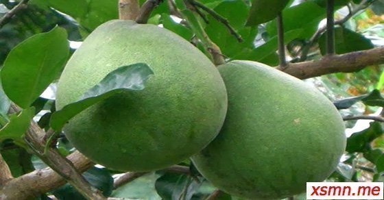 Mơ thấy quả bưởi