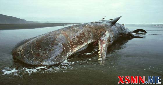 Mộng thấy con cá voi đánh số bao nhiêu