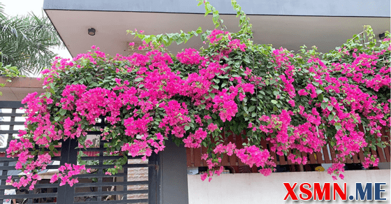 Ngủ mơ thấy cây ra hoa đánh đề số mấy may mắn nhất?