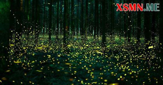 Mơ thấy đom đóm đánh con gì?